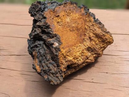 O Chaga é realmente o Rei dos Cogumelos?
