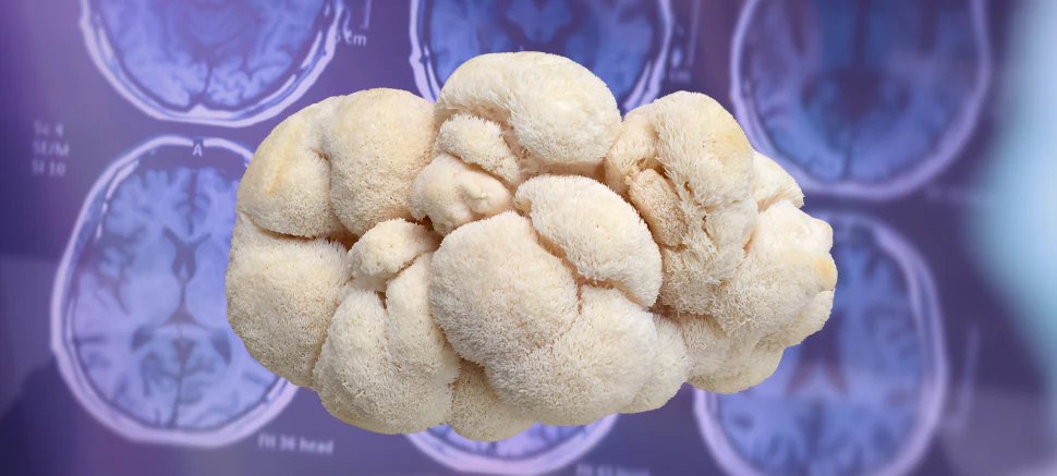 Juba de Leão e Alzheimer: o cogumelo que pode apoiar sua memória (e o tratamento médico)