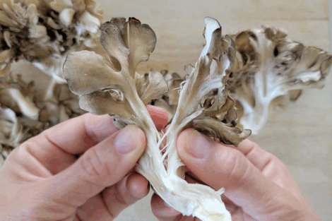 Maitake: O fim das ondas de calor na menopausa?