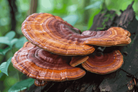 7 Benefícios Poderosos do Reishi para o Corpo, a Mente e o Sono